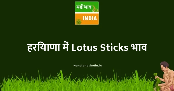 Lotus Sticks भाव